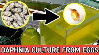 HOW TO HATCH DAPHNIA EGGS  HOW TO CULTURE DAPHNIA [upl. by Kemeny]