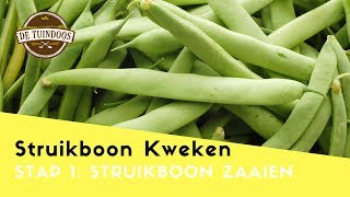 Struikboon Pongo Zaaien  Zo kweek je Struikbonen [upl. by Niki]