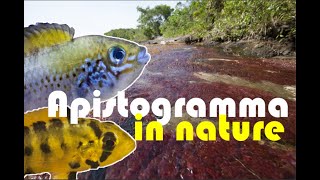 APISTOGRAMMA HONGSLOI amp ALACRINA in the WILD Apistogramma guttata with BABIES [upl. by Mcmaster]