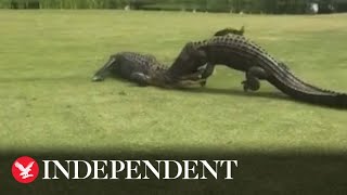 Large alligators fight on golf course [upl. by Enialahs]