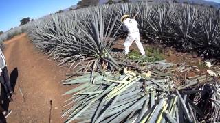 A Jimador Harvests Blue Weber Agave [upl. by Tamarra]