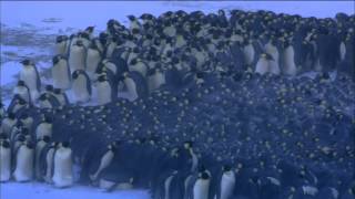 Emperor Penguins Huddle for Warmth  Nature on PBS [upl. by Letsirk]