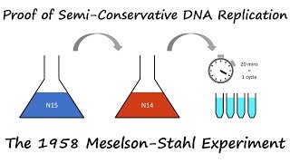 Proof of SemiConservative DNA Replication The 1958 MeselsonStahl Experiment [upl. by Tdnarb]