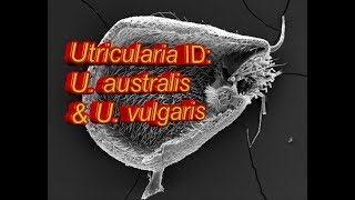 Utricularia ID U australis amp U vulgaris [upl. by Nodnab]