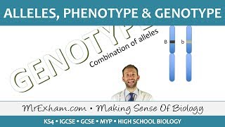 Alleles phenotype and genotype  GCSE Biology 91 [upl. by Aidnac744]