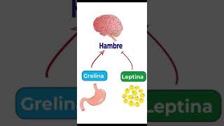 Hormonas del apetito Grelina y leptina [upl. by Ihsoyim]