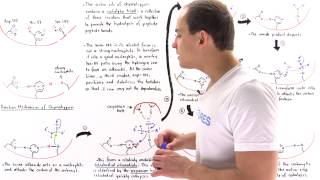 Mechanism of Chymotrypsin and Catalytic Triad [upl. by Concha256]