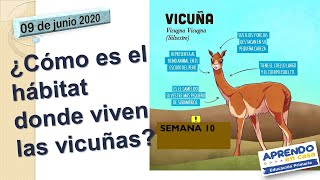 Hábitat donde viven las vicuñas APRENDOENCASA 5to Grado Primaria Área Ciencia y Tecnología [upl. by Trik886]