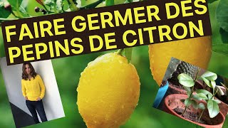 FAIRE GERMER DES PÉPINS DE CITRON [upl. by Vasyuta]