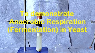 Fermentation in Yeast Experiment [upl. by Yorick146]