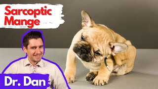 Sarcoptic Mange Scabies in the dog Dr Dan explains [upl. by Sidonia883]