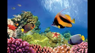 Ocean Habitats Ocean Life Education Primary Curriculum Resource 1 [upl. by Aglo]