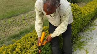 Hedge  Prunning of Duranta plumieri var goldiana [upl. by Chemar882]