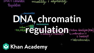 DNA and chromatin regulation  Biomolecules  MCAT  Khan Academy [upl. by Jillana]