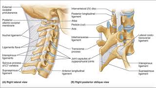 Symptoms of Cervical Stenosis  Jeffrey Cantor MD [upl. by Arela595]