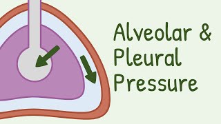 Alveolar Pressure and Pleural Pressure [upl. by Llamaj958]