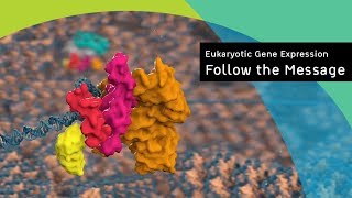 Eukaryotic gene expression following the message [upl. by Amy]