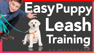 How to Leash Train your Puppy [upl. by Elson]