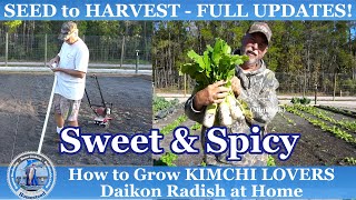 How to Grow KIMCHI Lovers Daikon Radish SEED to HARVEST at Home  Sweet amp Spicy [upl. by Rehctelf738]