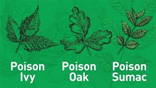 How to Identify Poison Sumac [upl. by Hpesoj]