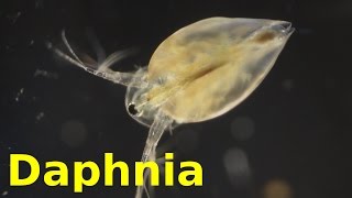 Daphnia [upl. by Guod656]