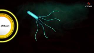 Flagellar Movement  Medical microbiology animations [upl. by Dorwin888]