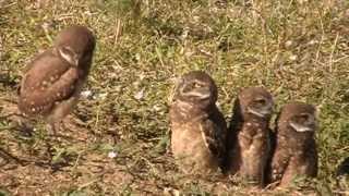 Burrowing Owl Family with 5 Owlets [upl. by Arleta]