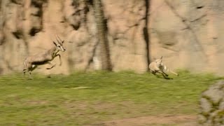 Tiny gazelle leads highspeed chase at zoo [upl. by Wonacott]