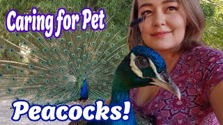 Peacock Care Everything You Need to Know About Peafowl [upl. by Rosecan152]