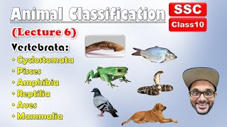 Animal Classification Lecture 6  Sub phylum VertebrataAll Classes  Class 10  SSC  state board [upl. by Ayihsa]