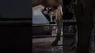 Robotic cow milking system [upl. by Kcorb]