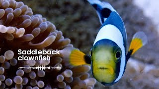 Fish Sounds Do fish talk to each other  BBC Earth Explore [upl. by Ttennaej]