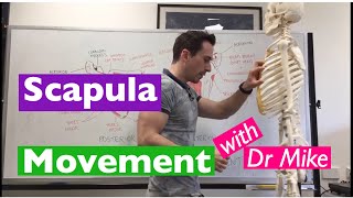 Scapula Movement  Functional Anatomy [upl. by Sacken673]