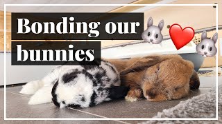 Turning Hate Into Love  Bonding Our Aggressive Rabbits [upl. by Assinna]