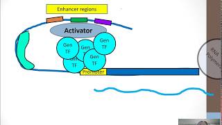 Eukaryotic Gene Regulation part 1 [upl. by Juliane]