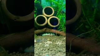 Goofy Kuhli Loach 🤣 [upl. by Tymes619]