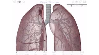 Visible Body  A 3D Virtual Tour of the Lungs [upl. by Rebmat]