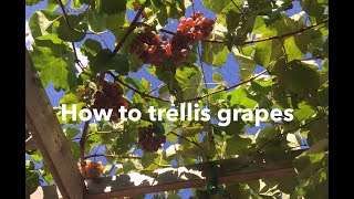 How to trellis grapes build a trellis prune a vine [upl. by Siaht]