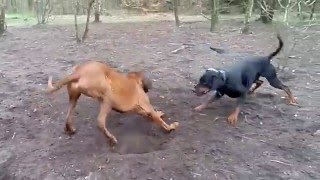 Doberman vs Rhodesian Ridgeback Fight Catching [upl. by Ydnirb]