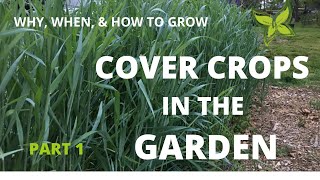 Cover Crops in the GardenPart 1 [upl. by Lledo]