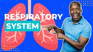 A Respiratory System Overview  How We Breathe [upl. by Baskett517]