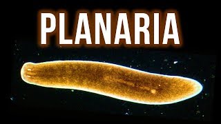 How to Get Rid of Planaria – 4 Proven Methods [upl. by Aggarwal]