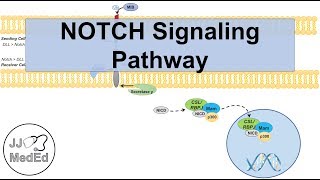 Notch Signaling Pathway  Purpose and Mechanism [upl. by Espy]