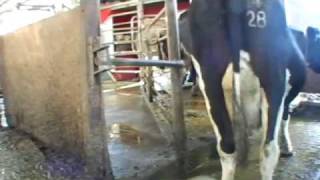 How automatic milking works  Robotic milking 25 [upl. by Arrio587]