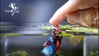 Betta Fish Male VS Female in High Jump [upl. by Ingram306]