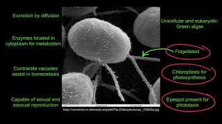 11 Application Functions of Life in Paramecium and Chlamydomonas [upl. by Nangatrad]