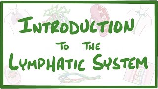 Introduction to the Lymphatic System [upl. by Vallonia311]