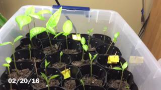 Pawpaw Journey Germination to Seedlings [upl. by Atineg]