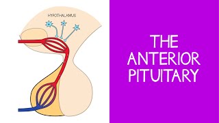 The HypothalamicPituitaryAdrenal Axis Part 4 [upl. by Htabazile988]