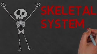 SKELETAL SYSTEM  Definition and Functions [upl. by Ydnyc]